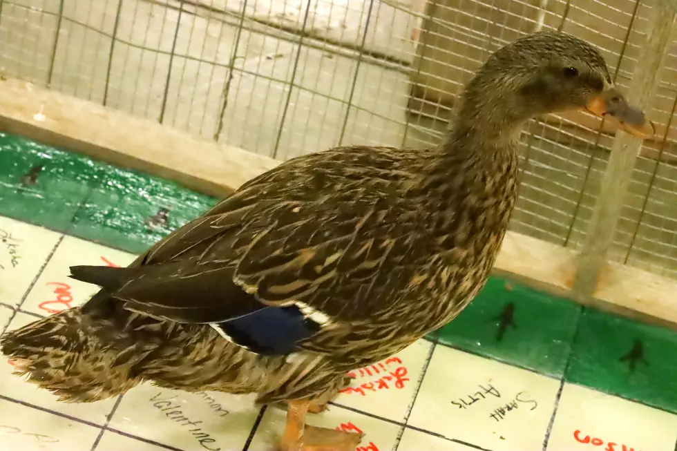Nearly $60,000 Raised for Ducks Unlimited at Banquet